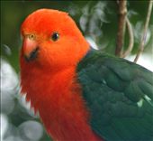 One of the wild parrots, I feed in the winter time: by nat-georgia, Views[531]