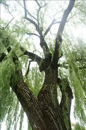 A willow tree I found in my local park: by nat-georgia, Views[227]