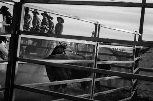 A competing cowboy gets his hand stuck in rope after falling off the bull.