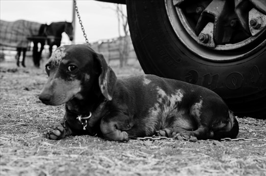 An Australian sheep dog, protecting his truck at the rodeo.