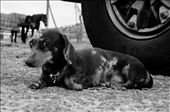An Australian sheep dog, protecting his truck at the rodeo.: by nataliacartney, Views[247]