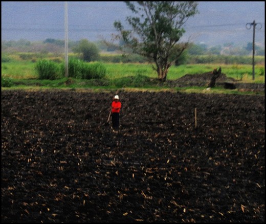 The mexican man always working, giving to the earth all the love and effort of his body because the earth provides the food and the energy that he need.