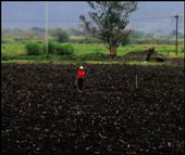 The mexican man always working, giving to the earth all the love and effort of his body because the earth provides the food and the energy that he need.: by nataliahernandez, Views[338]