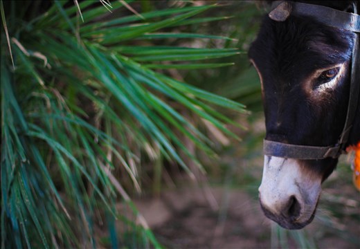 Donkey rests after 7 hours walk into mountains to bring water for the family of 6 people.  