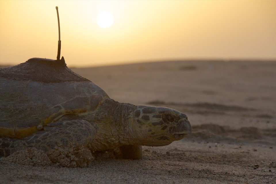 The sun rises and Aziza, as she is now known to her trackers, returns to the ocean. 