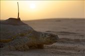 The sun rises and Aziza, as she is now known to her trackers, returns to the ocean. : by natasa, Views[321]