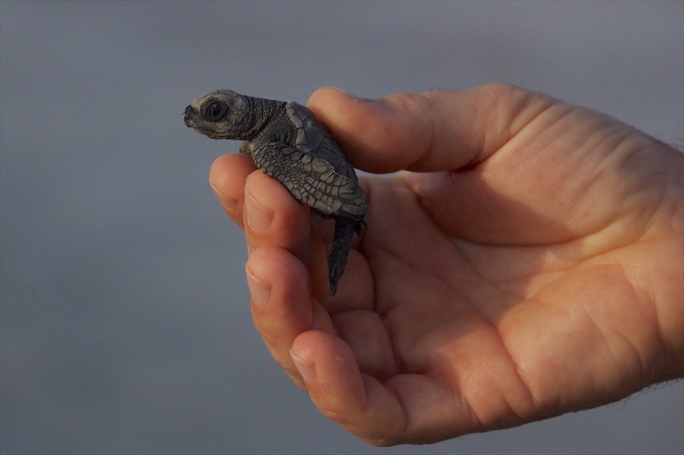One in 10,000 eggs ever reach adulthood and yet, these ancient mariners have survived for more than 100 million years. If development is planned carefully so it benefits people and at the same time minimizes the negative effect on turtles, perhaps this hatchling will return one day to this very beach, on the sandy shores of Masirah. 