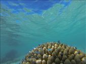 Snorkelling the reef at Matavera, to the East. The coral beds are home to a multitude of striking marine life, and accessible to everyone.: by natemcquade, Views[340]