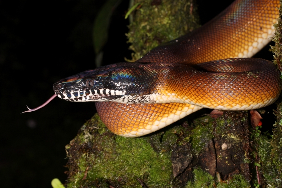 A D'Albert's Python we found on the road at night. I loved the honey gold color of the body that contrasted with the black of the head. The labial scales have a delightful black and white pattern, much like the keys of a piano! This same road was the site of a sniper attack a year later on an Australian.