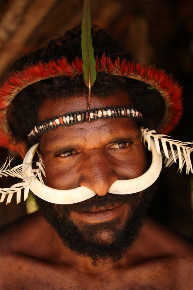 Natalius is next in line to be chief of his village in the Baliem Valley. He is showing off traditional decorations. A ring of eclectus parrot feathers sits on his head while a headband of shells and seeds with a tail feather of a parakeet sits under it. The outfit is topped off with two pig tusks in the nose and outward curling cockatoo feathers on the ears.