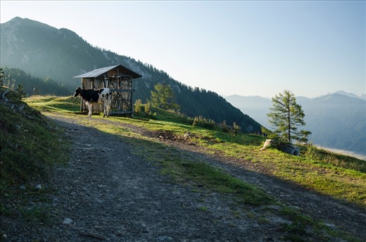 A cow along the path is not an uncommon site to come across. The  cows are here to graze on the rich grasses that grows in the  mountains during the summer. You can sometimes walk right up to  them. Other times they like to keep their distance if they are  unfamiliar with you.