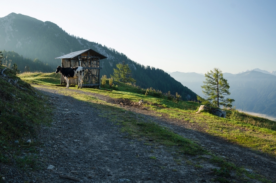 A cow along the path is not an uncommon site to come across. The  cows are here to graze on the rich grasses that grows in the  mountains during the summer. You can sometimes walk right up to  them. Other times they like to keep their distance if they are  unfamiliar with you.