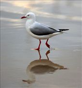 by nathanguilbert, Views[144]