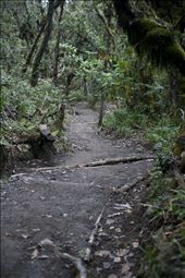 Rainforest path : by nathanshanks, Views[219]