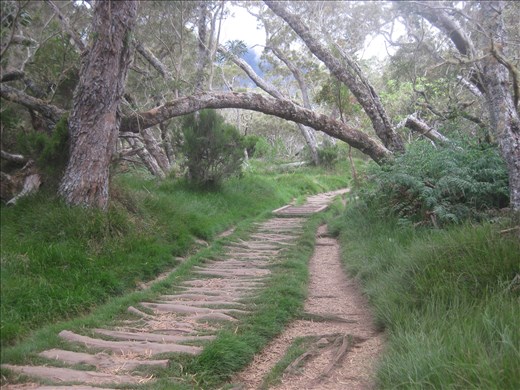 Paths by THE HEART in the Southern Wild