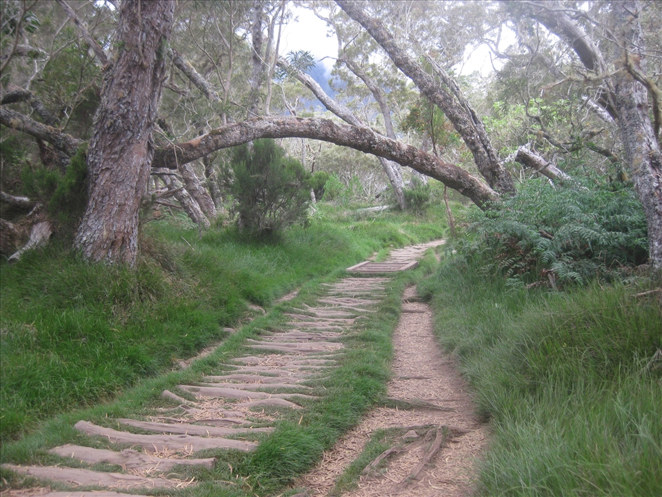 Paths by THE HEART in the Southern Wild