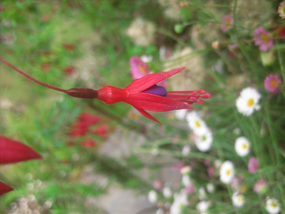 Flowers where the Margulla lives