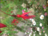 Flowers where the Margulla lives: by natizotes, Views[257]