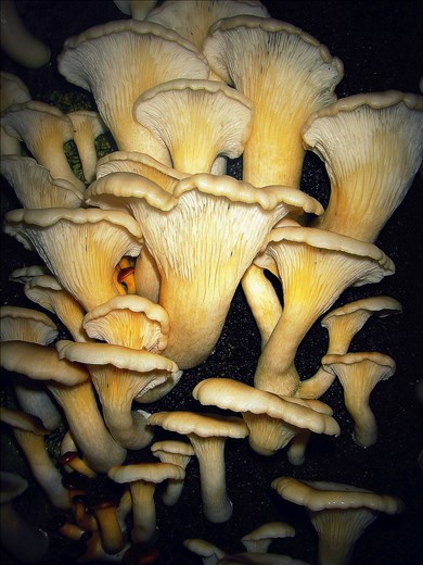 Beautiful Aussie Fungi