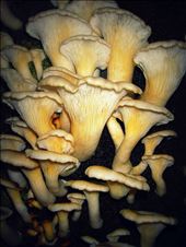 Beautiful Aussie Fungi: by naturally-shanti, Views[224]