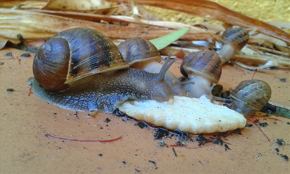 Snails feasting in my backyard
