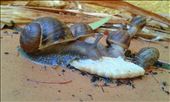 Snails feasting in my backyard: by naturally-shanti, Views[245]