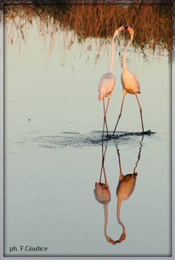 Pink flamingos kiss