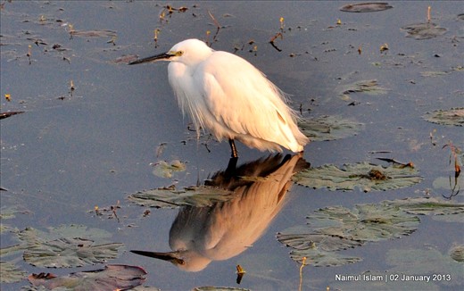 Intermediate Egret