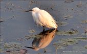 Intermediate Egret: by nature-holic, Views[187]