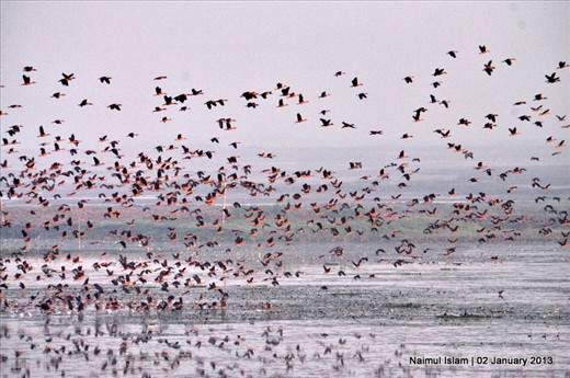 Flock of Fulvous Whistling-duck