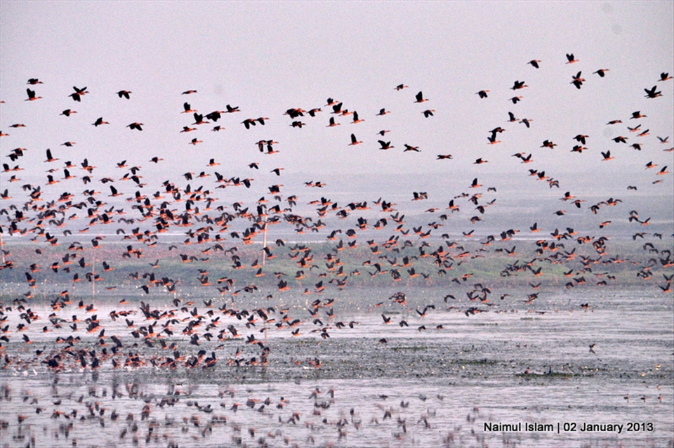 Flock of Fulvous Whistling-duck