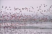 Flock of Fulvous Whistling-duck: by nature-holic, Views[471]