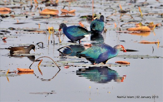Purple Swamphen & Common Moorhen