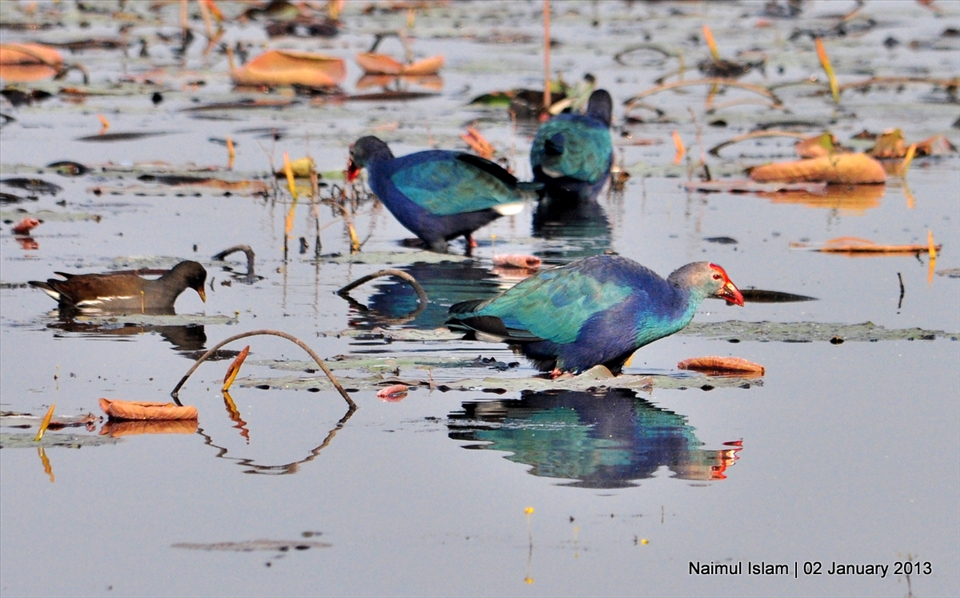 Purple Swamphen & Common Moorhen