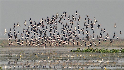 Flock of migratory birds (Black Winged Stilt)