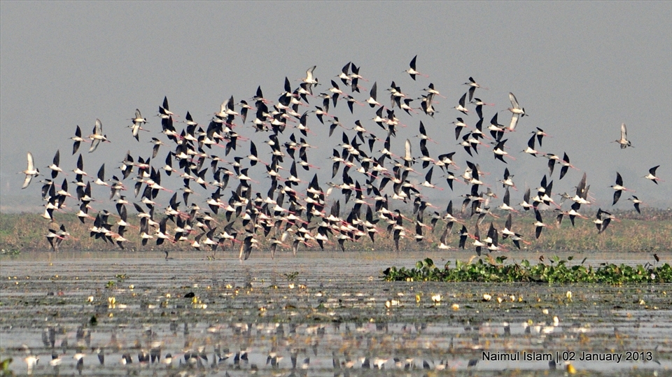 Flock of migratory birds (Black Winged Stilt)