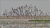 Flock of migratory birds (Black Winged Stilt): by nature-holic, Views[1841]