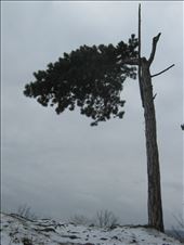 by nazarshowing, Views[698]