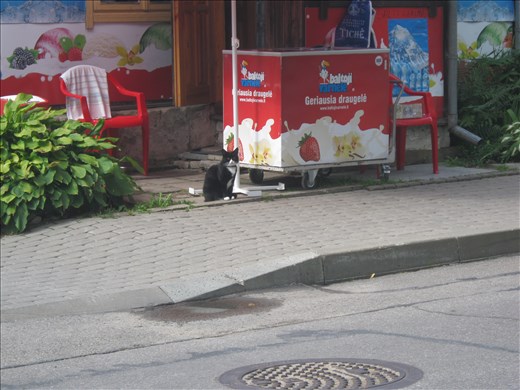 The cat who sold the ice