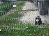 Harbor cats - in this picture only 2 of 7: by nazarshowing, Views[210]