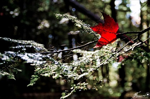 Autumn is a second spring when every leaf is a flower.