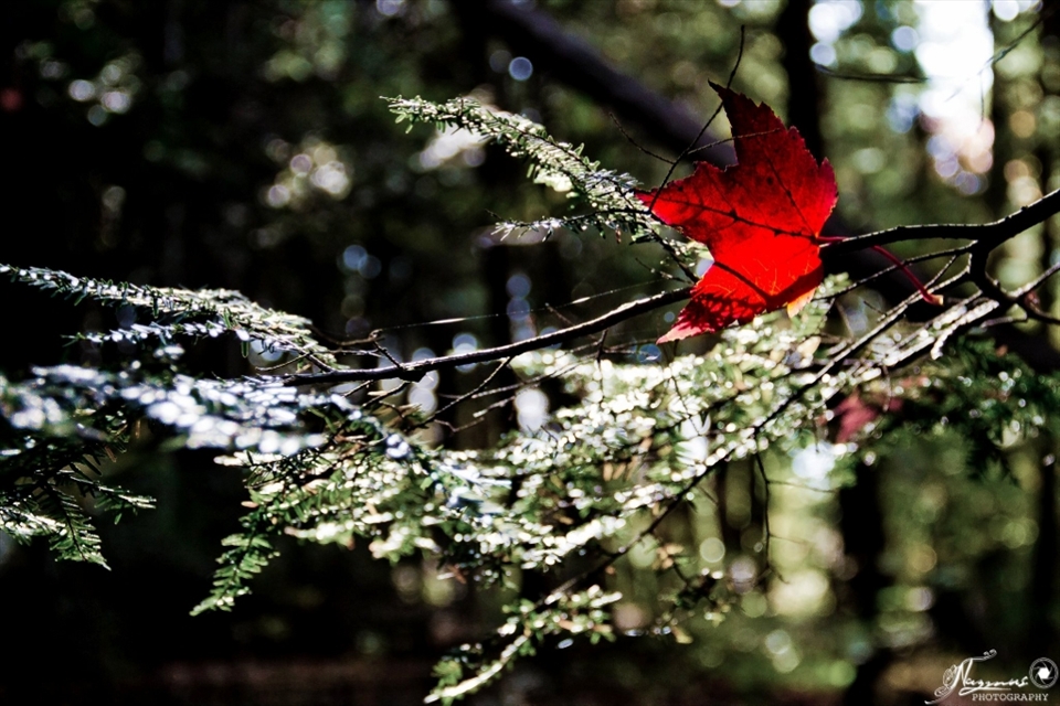 Autumn is a second spring when every leaf is a flower.