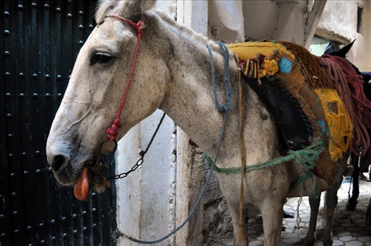Here is one of the many work animals moving throughout the Medina carrying large loads. You had to be careful not to get run over by one while it moved throughout the Medina.