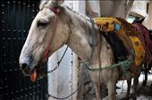 Here is one of the many work animals moving throughout the Medina carrying large loads. You had to be careful not to get run over by one while it moved throughout the Medina.: by nbrow, Views[730]