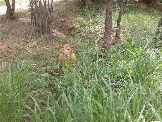 The lioness enjoyed attention and sat beside the safari bus, posing as if. 