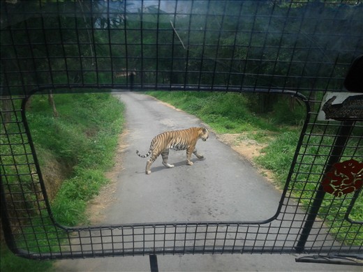 Tyger Tyger Burning Bright!!!