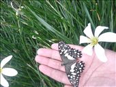 Butterfly seemed to like me @ butterfly park.: by neel, Views[235]