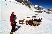 The nomadic shepherd herding tribes are one of the very few people who make these valleys their temporary residence. Every year they take the sheep high above the tree line to graze in the lush meadows. Seen here is a young girl leading the cattle across the snow laden mountain pass into the meadows across the mountains.: by neelima, Views[500]