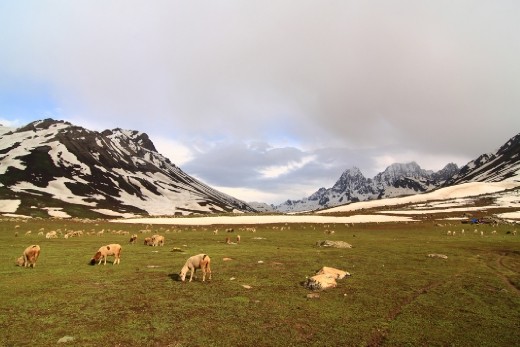 Goats and Sheep grazing in the lush meadows. The cattle herders move from meadow to meadow until winter sets in. They wait at the foothills of the mountains till the valleys open up next summer.