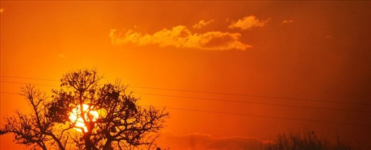 A tree,like the ones my sister and I would climb.Goodbye childhood.Goodbye home.